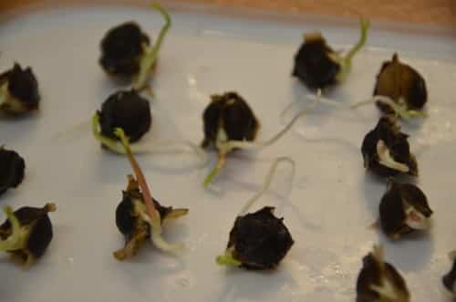 calendrier lunaire le moringa germination