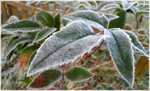 CALENDRIER LUNAIRE JARDIN FÉVRIER 2017 : JARDINER AVEC LA LUNE