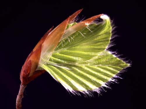 CALENDRIER LUNAIRE JARDIN MARS 2017 : JARDINER AVEC LA LUNE